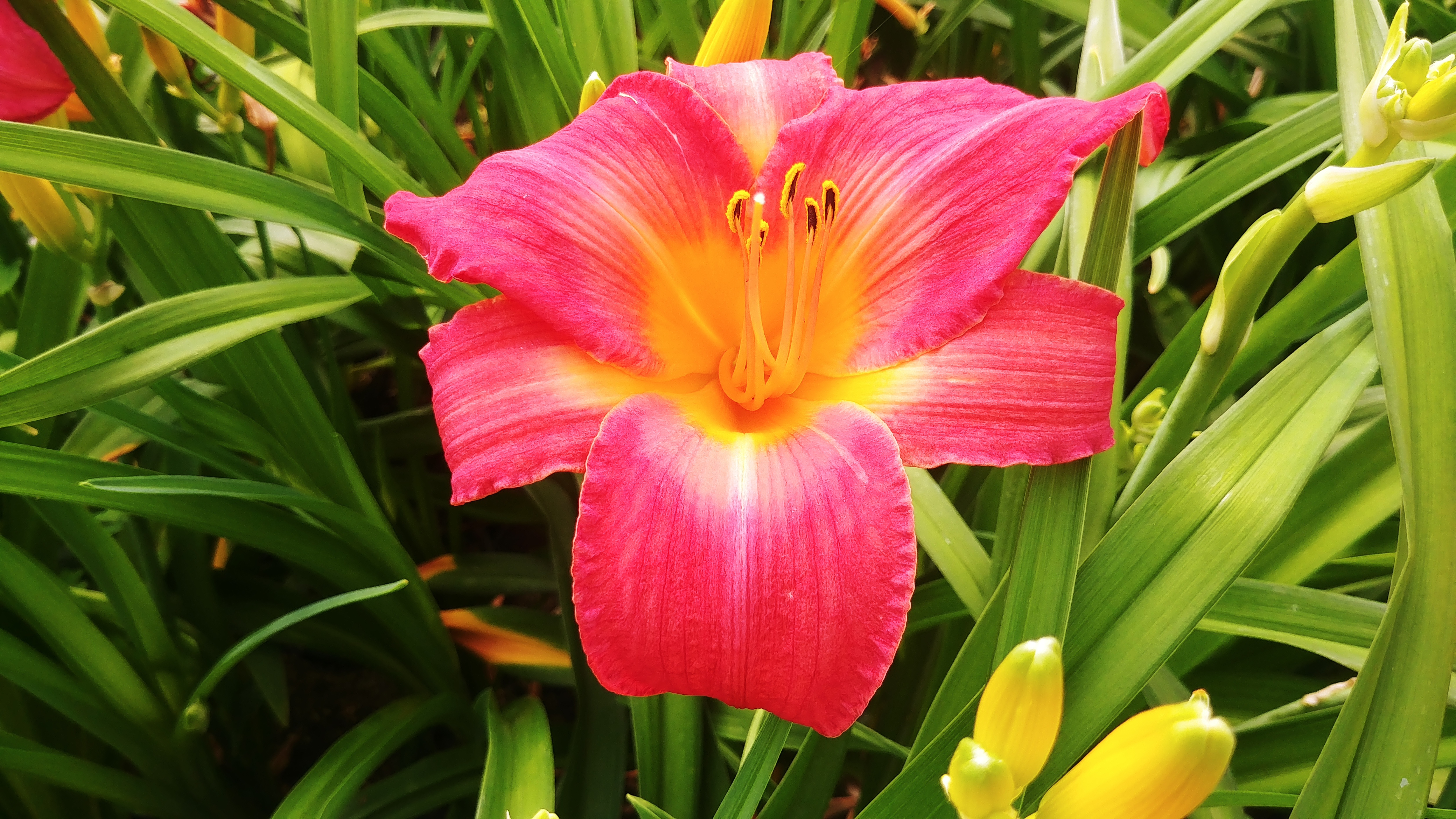 Hemerocallis 'Prairie Bells'